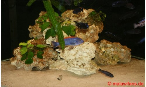 Malawi Deltabecken